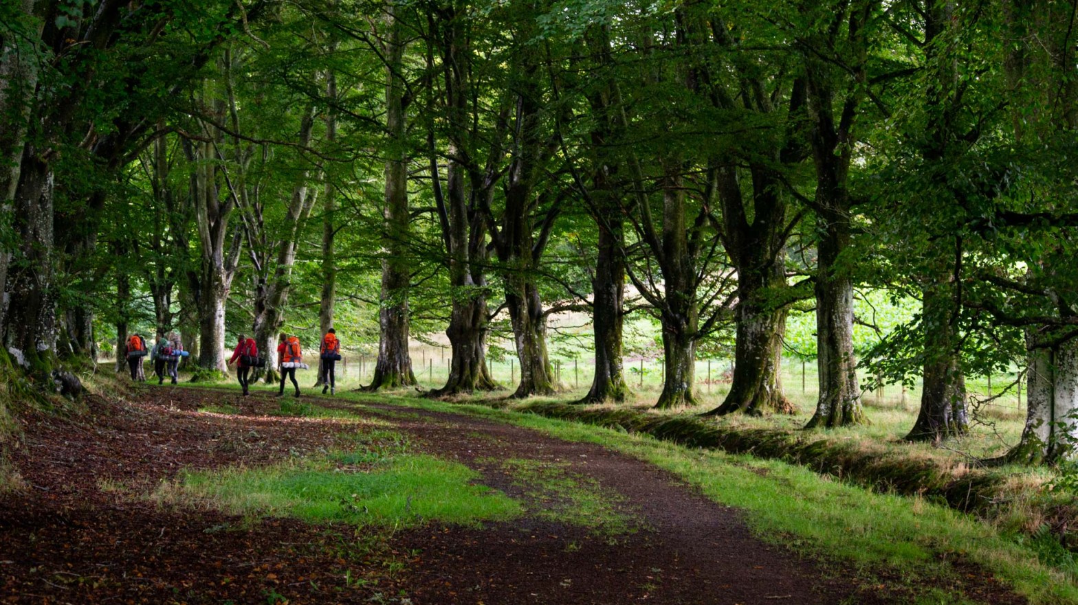 A team of young people with rucksacks walking through an avenue of trees